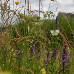 Mehr Biodiversität in unseren Gärten!