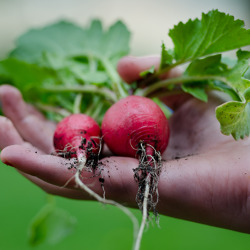 Recherche nach alten Obstsorten