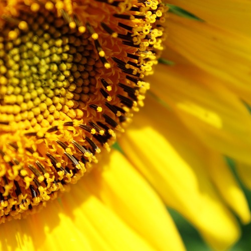 Blüten brauchen Bienen,Bienen brauchen Blüten:Mit & für BienenBiodiversität fördern